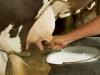 चिंता की बात : रामपुर में दूध की कमी से बच्चे हो रहे कुपोषण का शिकार 